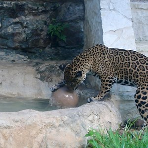 Nothing beats playtime in the pool on a Summer afternoon! 🐆❤️🌊 | San Antonio Zoo