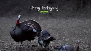 Happy Thanksgiving, HHA Nation! We are extremely thankful for all of you! 🙏 | HHA Sports, Inc.