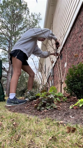 Pruning time in zone 8b #limelight #hydrangeas #gardening101 #gardentok #limelighthydrangea