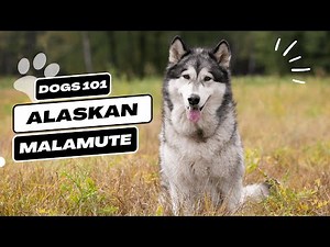 Alaskan Malamute | Description, Temperament, & Facts