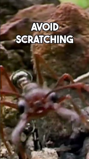 🐜 Ant Bite: What To Do – First Aid Tips That Could Save You Pain!