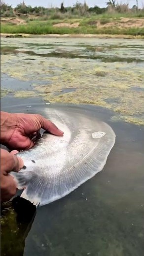 Best Dolphin Fish Hunting