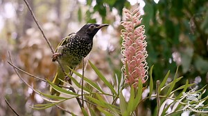 2.1K views · 332 reactions | It has been a big year for the Regent Honeyeater conservation breeding programs across both Taronga Zoo Sydney and Taronga Western Plains Zoo with a number of birds bred and released into the wild. Hear from Regent Honeyeater Keepers Emily and Kara about this year's success and how they are helping to ensure a future for this critically endangered bird. Taronga TV is proudly brought to you by Mastercard. #forthewild #tarongatv | Taronga Zoo Sydney | Facebook