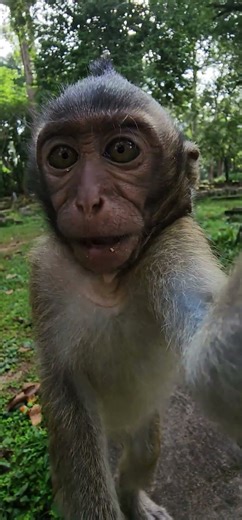 heartwarming Beautiful lovely lil monkey fantastic playful attractive 😍 #shorts #viral #viralvideo