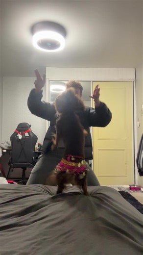 Learn the Lambada Dance with Your Cocker Spaniel