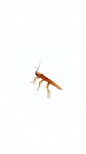 cockroach dancing #cockroach #dance