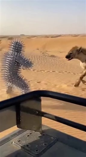 Man Faces Off Against Giant Lion in Intense Encounter
