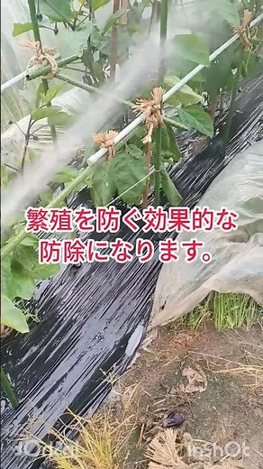 茄子の水やりは葉裏にかける事でハダニやアザミウマなどの害虫を物理的に吹き飛ばし、繁殖を抑えます、茄子栽培やり方 #家庭菜園 #現代農業 #農薬 #放任栽培