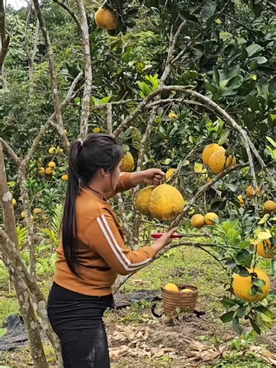 Harvesting Grapefruit: A Single Mother's Daily Journey