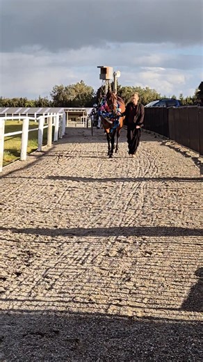 The Group 1 Ascot Park Hotel Invercargill Cup field led out and parading with Spankem! Doesn't he look incredible! 🥰🥰 And hes feeling pretty good too 😆 | Harness Racing New Zealand