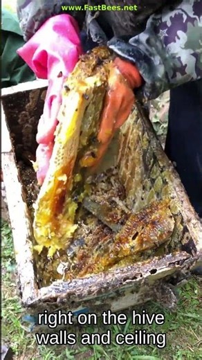 Frameless Hive - When Bees Build Without Limits