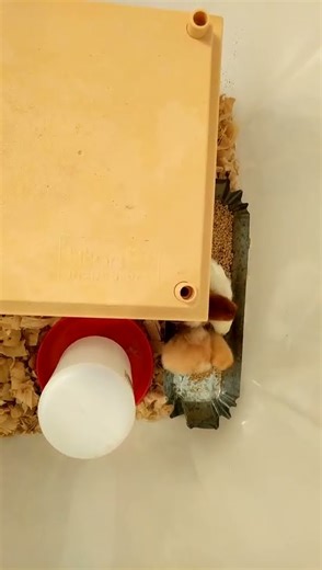 Heating “hen” for baby chicks 🐤