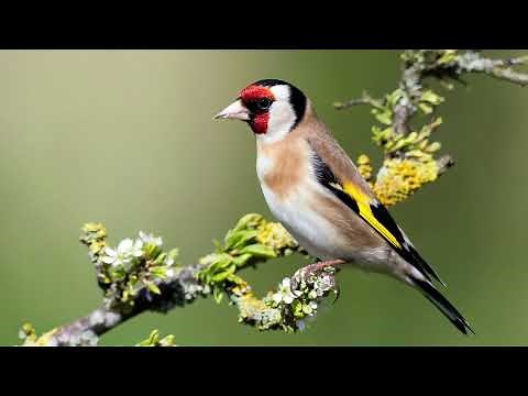 Goldfinch Singing - Amazing Singing!