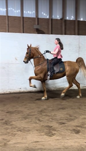 miss.ruby was amazing last night!🩷 #horse #equestrianjourney