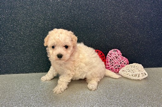 Catia - Bich-Poo Puppy 600315