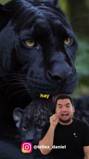 Black panther: Myth or reality?