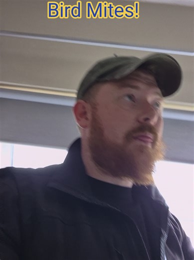 Identifying and Eliminating Bird Mites in Your Home