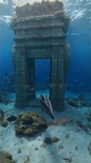 A Dolphin🐬🐬 Camera Journey Underwater 🫧 🫧🫧#dolphin #aivideo #shortvideo