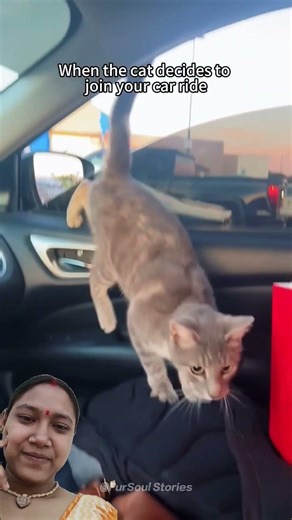 Pure Love Between Human & Cat 🥺❤️#cat #catlove #cutecat #animalbond #petlove #hearttouching