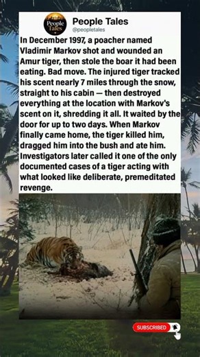 Poacher shot a tiger and stole its kill. The tiger tracked him 7 miles. Waited 2 days. Killed him.