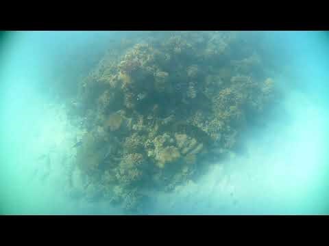 Fish Cam - Green Island - Great Barrier Reef