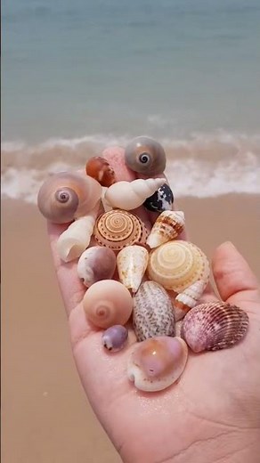can't stop watching this beauties😍👌🏻 #sea #seashell