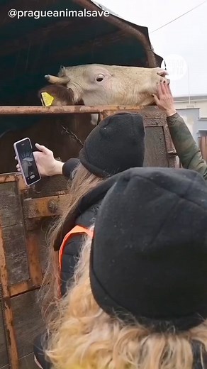 No matter the humane-washing labels that are attached, EVERY animal that is raised for food's final destination is hell on earth - AKA - the slaughterhouse. 😔💔 "Can taking someone's life - when we have other options - EVER be justified?" - 'Jem_Lettuce' (IG) 👉 Help Take Action for Animals: https://veganfta.com/take-action 🎥 IG Credits: VeganFTA | 'Jem_lettuce' Clips from: 'pragueanimalsave' / 'guildfordvigils' / 'pia.bengaltigress' #vegan #cows #animalrights #animalliberation #veganmovement 