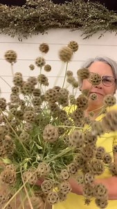 Did you know…Scabiosa is a cool-season hardy annual? Do you know the best time to plant it in your garden? Comment SPRING to register for the FREE webinar: “When Do You Plant Cool Flowers?” Or head to TheGardenersWorkshop.com I will guide you step-by-step thru the worksheet to find your planting times!!! Timing is everything. #gardenersworkshopfarm | The Gardener's Workshop