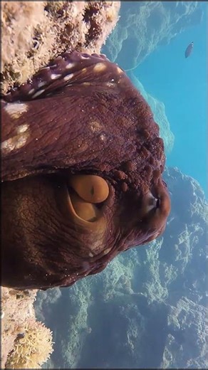 octopus #ocean’s magician #4k #asmr #aquarium #fun #shorts #adventure #nature #discover #paradise