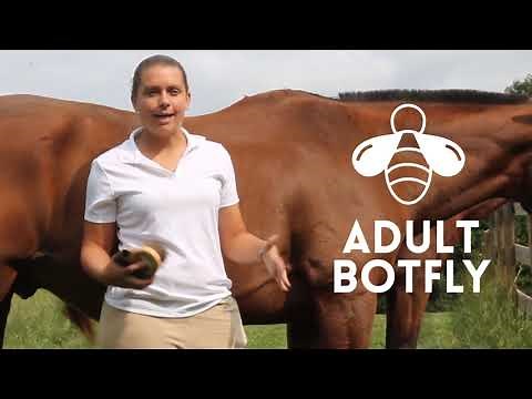 BOT FLY EGGS ON HORSES AND HOW TO REMOVE THEM