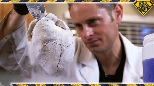 Dissecting Animal Hearts With Liquid Nitrogen Science