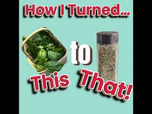 Dehydrate Basil for future use!