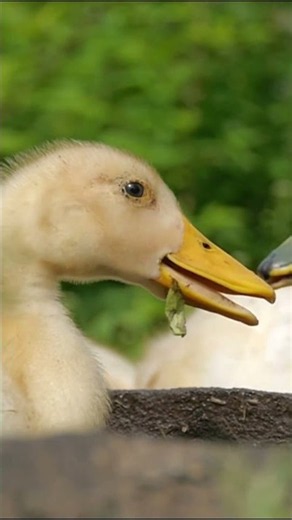 The Life Cycle of Wild Ducks prt.1 #short