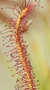 317K views · 5.9K reactions | Sundew ｜ The Sticky Carnivorous Plant #sundrew #fyp #wildlife #foryou | Nature Lens | Facebook