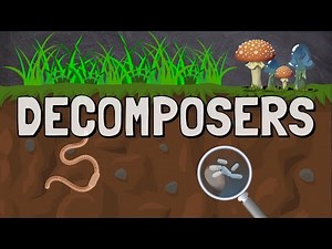 What are Decomposers in a Food Chain?