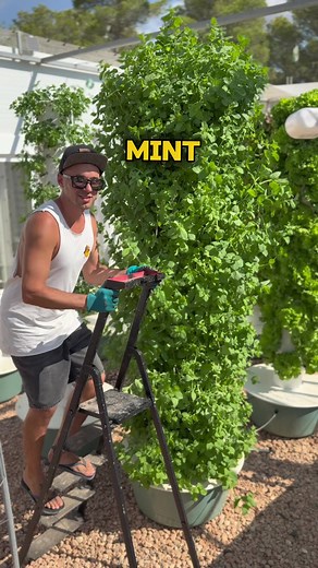 Maximizing Mint Cultivation with Aeroponic Towers