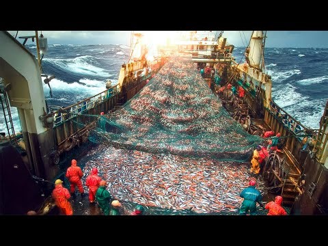 Inside Massive Ships Catch & Process Fish at Deep Sea - $24 Million High Tech Salmon Processing Line