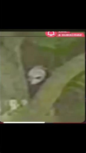 "Alien Caught Hiding Behind a Tree 😱 (Real Footage?")