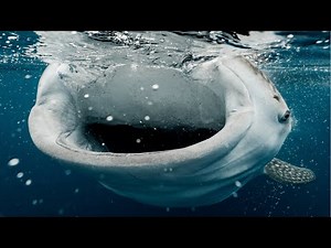 Top 5 Largest Fish In The World