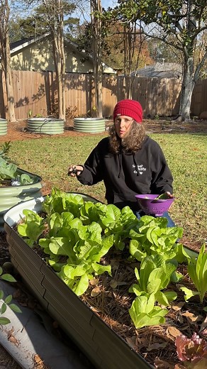 Harvesting Buttercrunch lettuce. Here's how to harvest it and make sure it keeps growing! | Anna The Archer