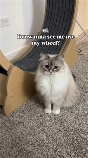 Lola's Cat Wheel Skills: Watch Her Fun Exercise Routine