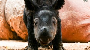 Cincinnati Zoo efforts lead to another critically endangered Sumatran rhino birth