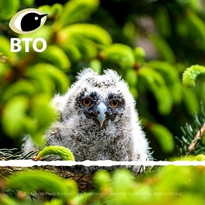 Adult Long-eared Owls are notoriously quiet, and can be difficult to detect. Their young, on the other hand, tend to be incredibly vocal, and can be a useful way to find out if there are any in your area. They sound a bit like a squeaky barn door. BBC Springwatch #Springwatch | BTO British Trust for Ornithology