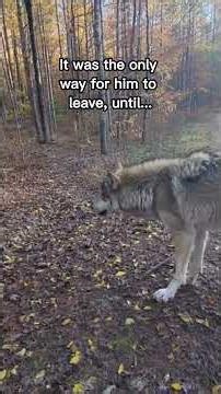 Man rescues what he thought was a dog…😳❤️ #wholesome #animals