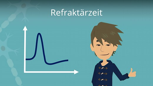 Refraktärzeit • einfach erklärt, mit Definition