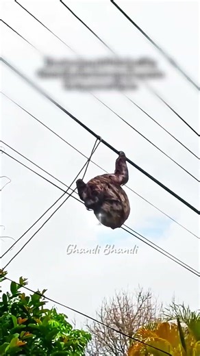 Sloth TRAPPED On Power Line Gets Second Chance #animalrescue #shorts #wildlife