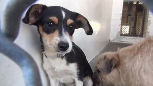 7.3K views · 418 reactions | ADOPTED - moved to SAFE Album 10/24...