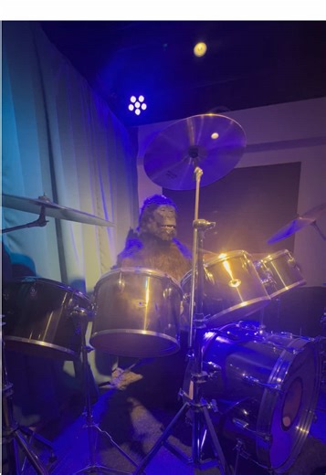 Gorilla Playing Drums to Phil Collins' Classic