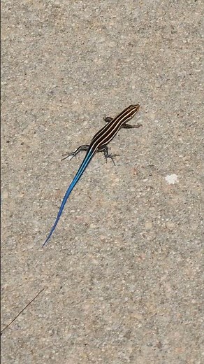 Five-lined Skink, North Carolina Reptiles