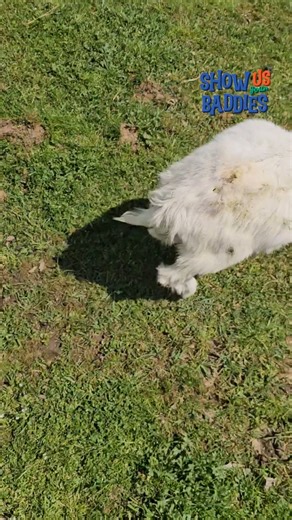 🚨 😼Someone call HR on these filthy animals! | The Pet Collective